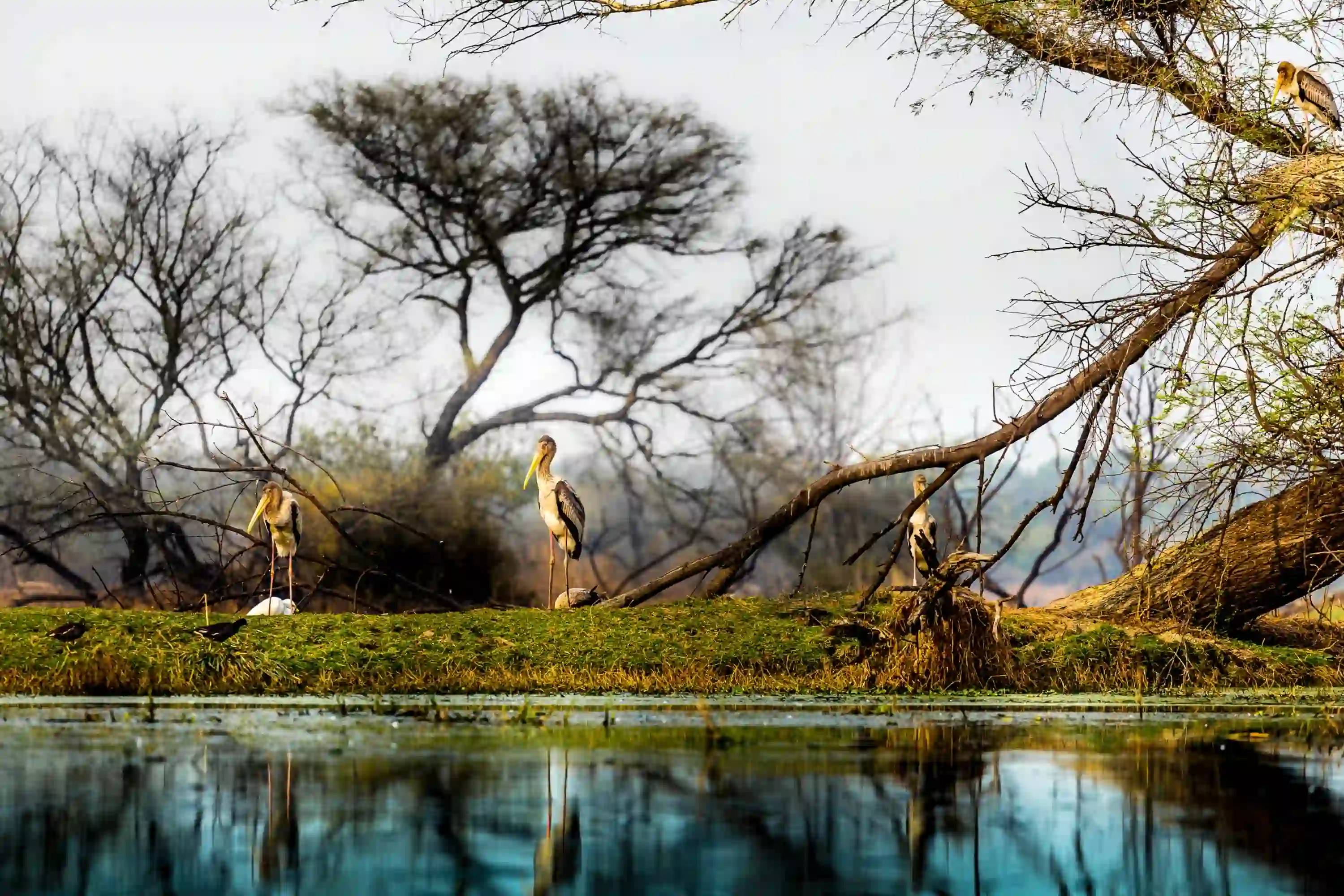 Golden Triangle Tour with Bharatpur and Ranthambore 8D